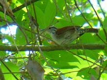 Rufous and White Wren